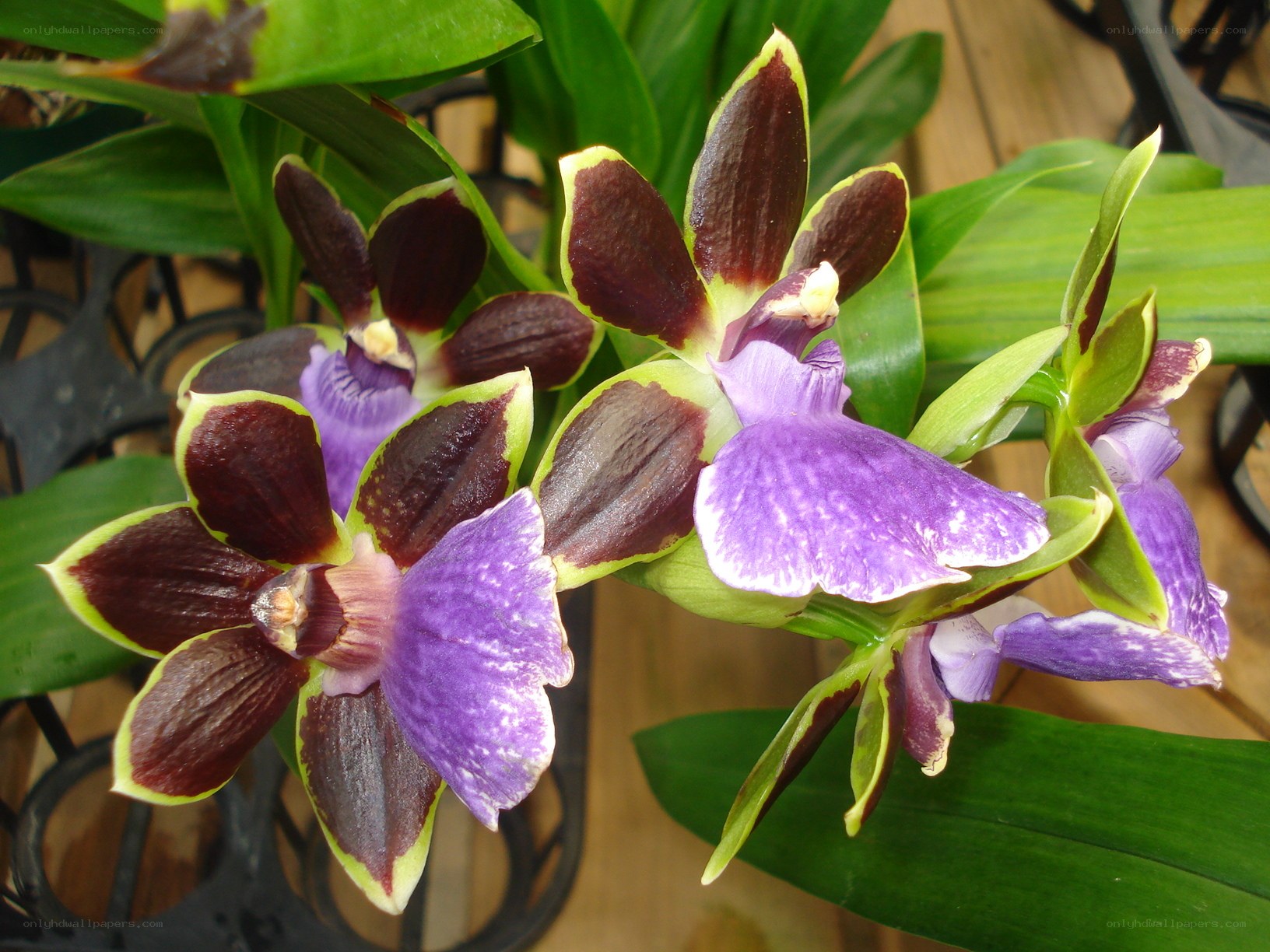 purple and brown orchid flowers
