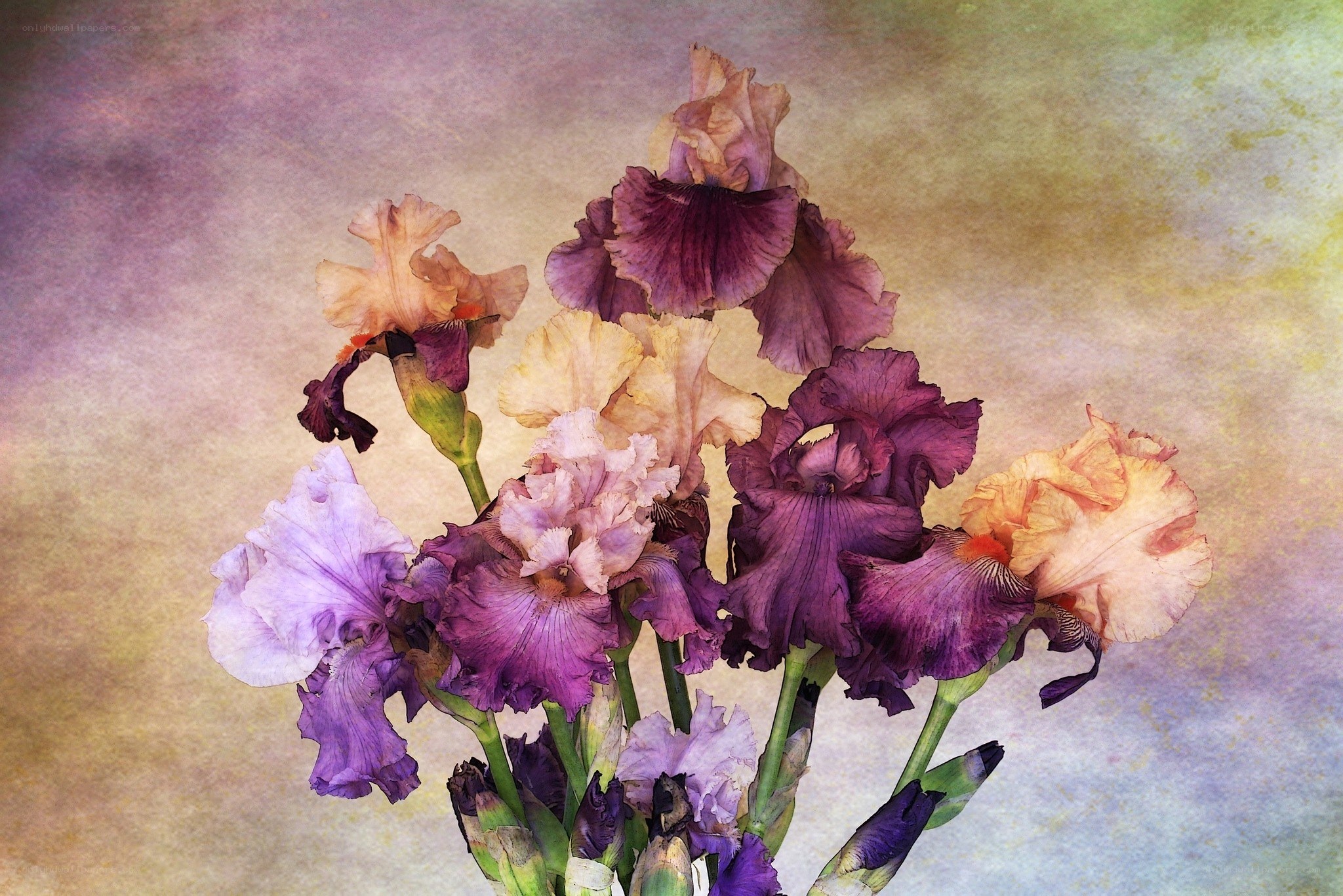 Purple and cream iris bouquet