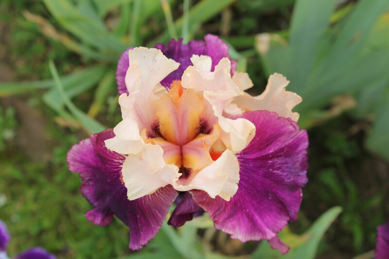 Purple and Cream Iris Flower