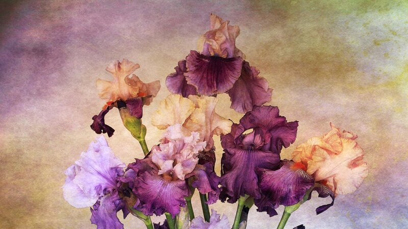 Purple and Cream Irises