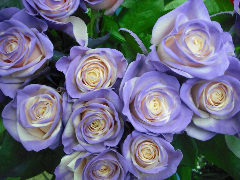 Purple and Cream Roses