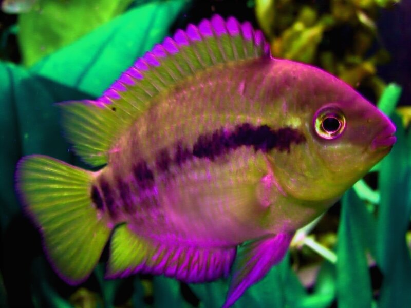 Purple and Green Fish