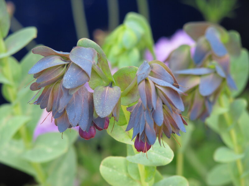 purple and green flower buds