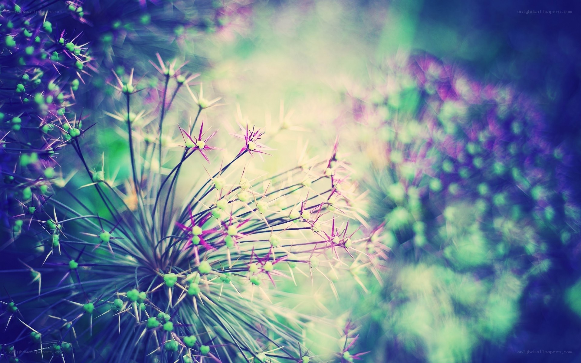 Purple and green flower cluster