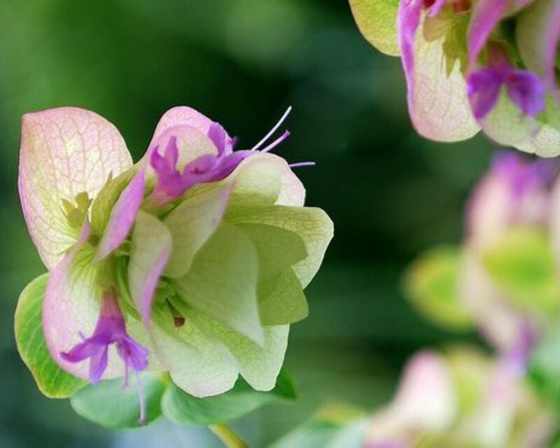 Purple and Green Flower
