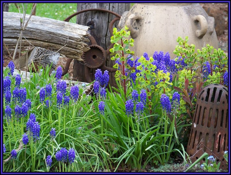 Purple and Green Flowers — Serene