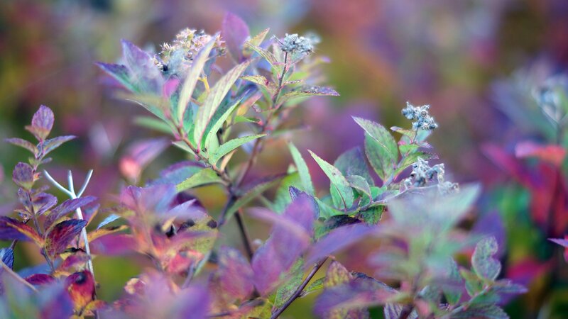 Purple and green foliage in autumn