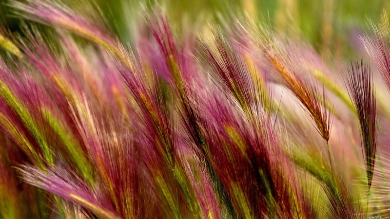 Purple and Green Grass — Serene