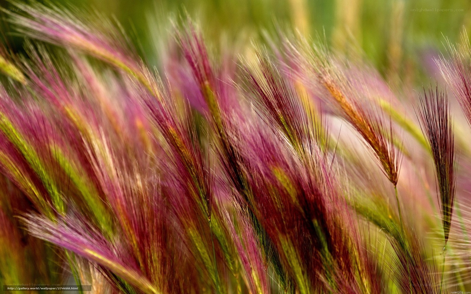 Purple and green grasses in field