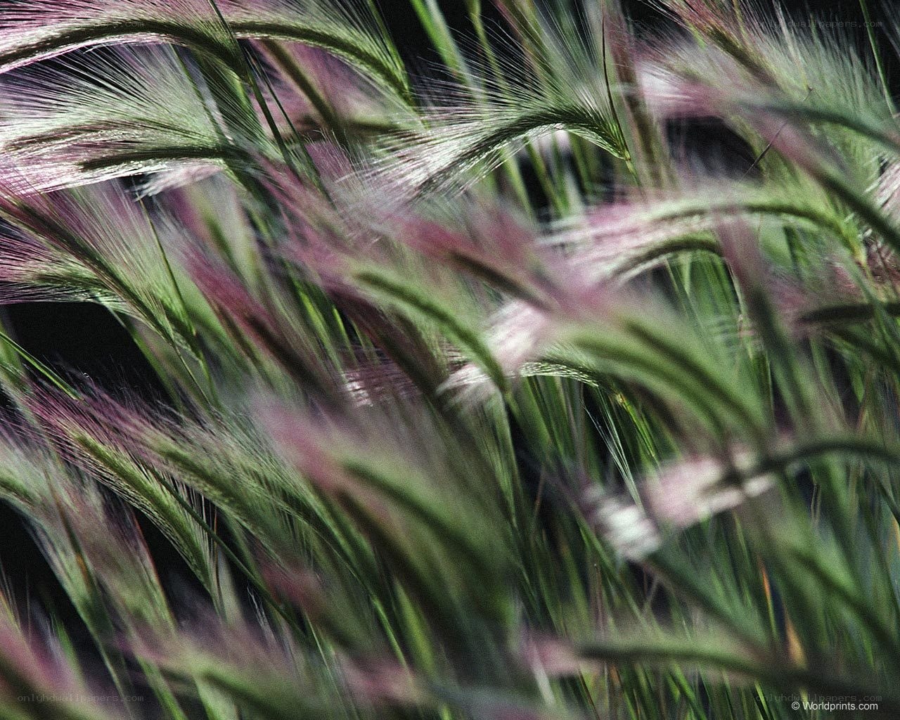 Purple and green grasses in motion