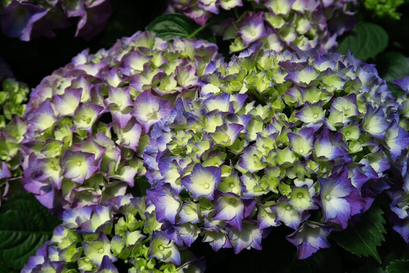 Purple and Green Hydrangea