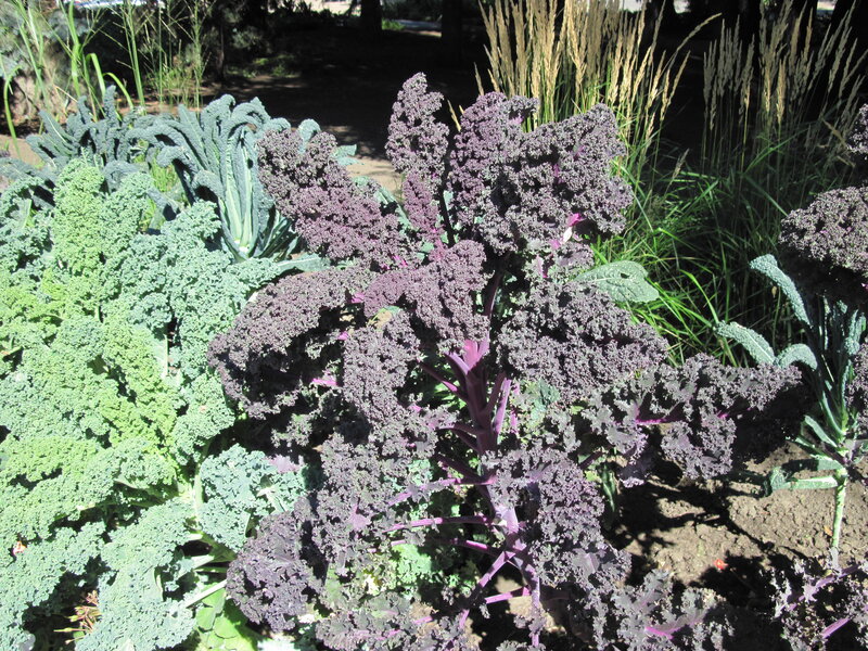 Purple and Green Kale Plants