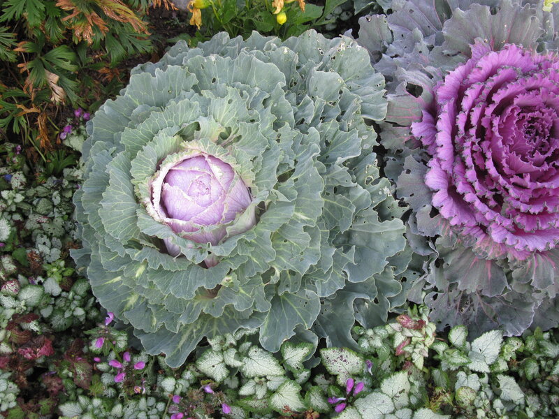 Purple and Green Kale