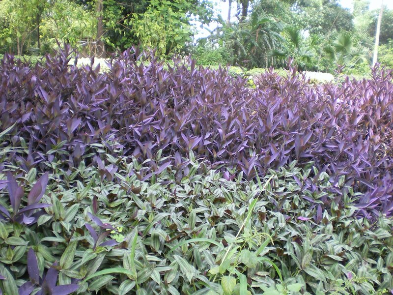 Purple and green leafy plants