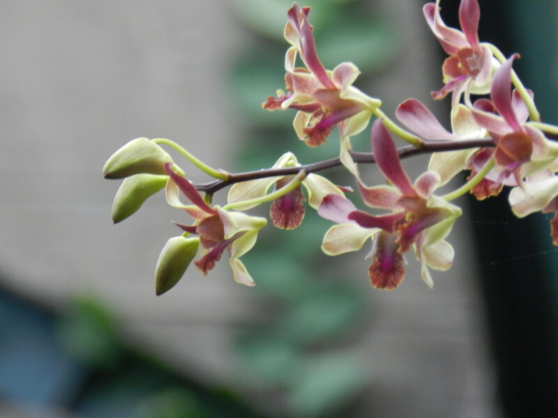 Purple and Green Orchid — Calm