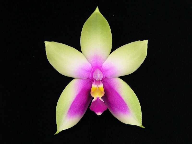 purple and green orchid flower