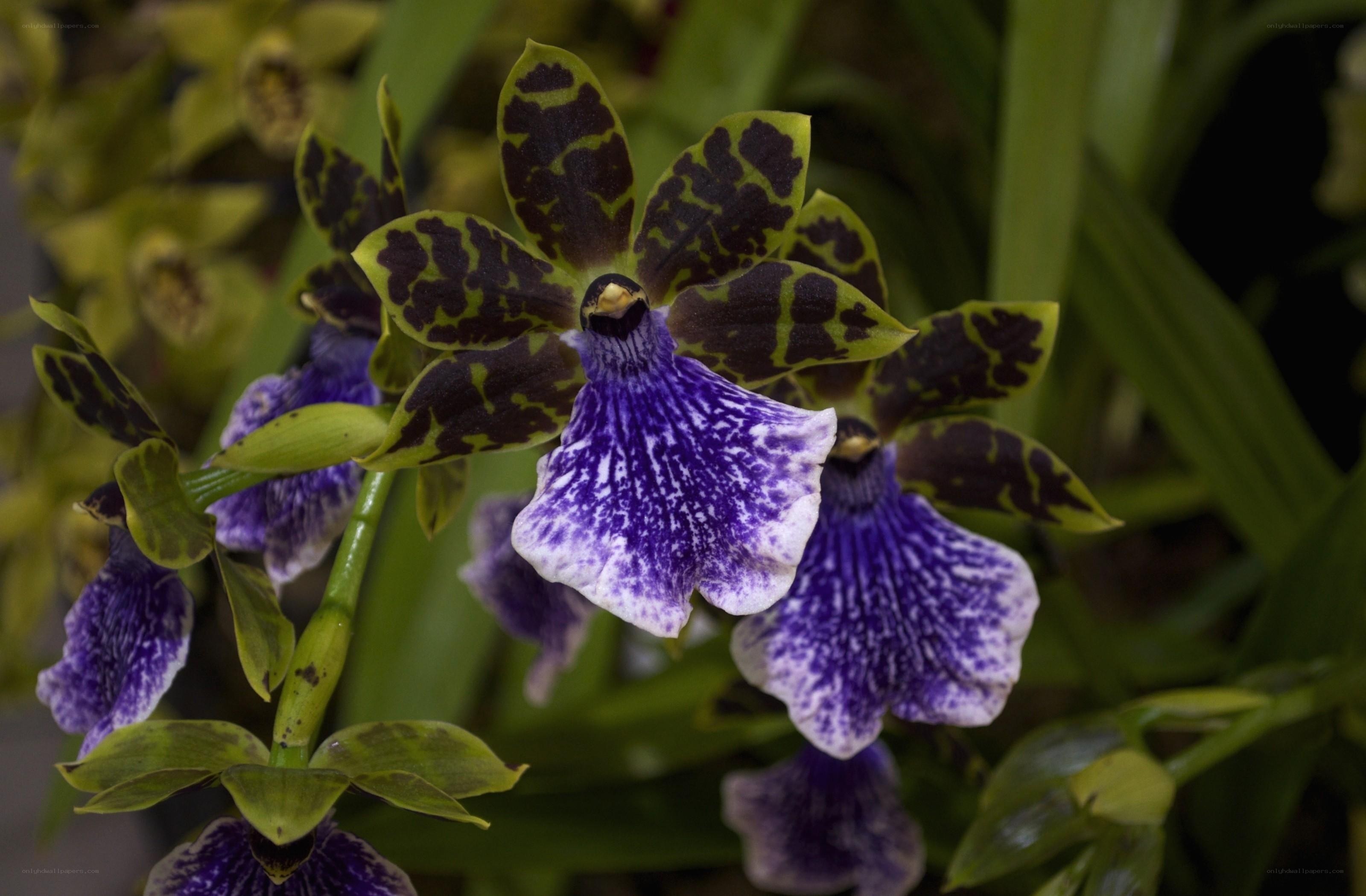 purple and green orchid flowers