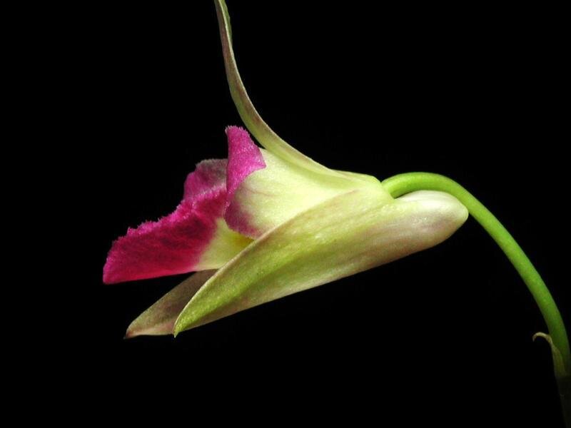 Purple and Green Orchid