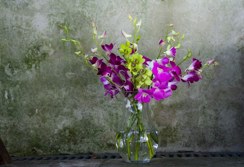 Purple and Green Orchids