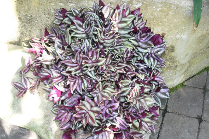 Purple and Green Plant