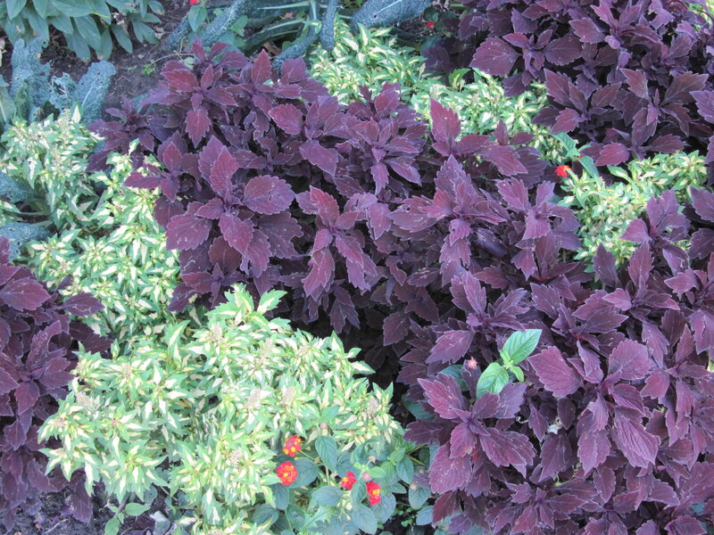 Purple and Green Plants