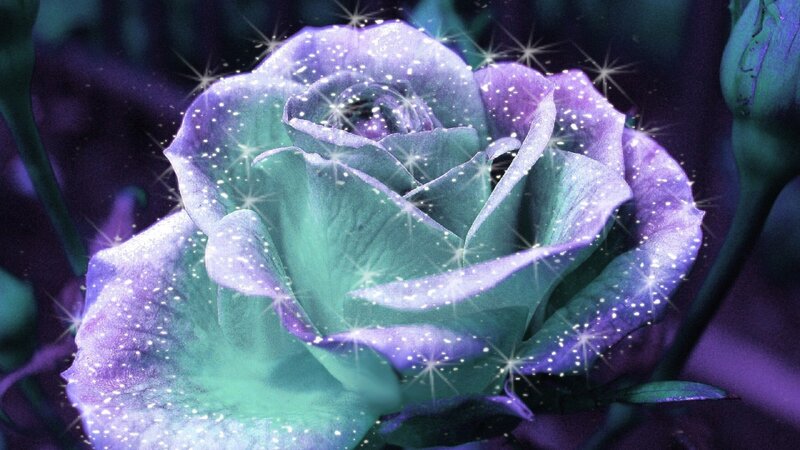 Purple and Green Rose — Dreamy
