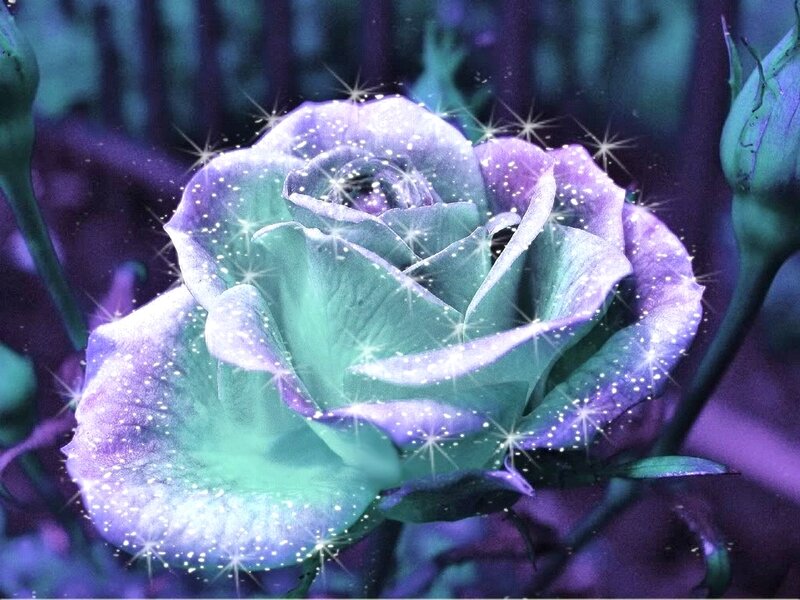 Purple and Green Rose — Magical, Digital Art