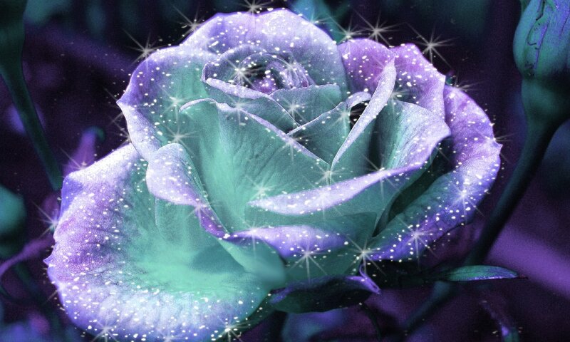 Purple and Green Rose — Magical