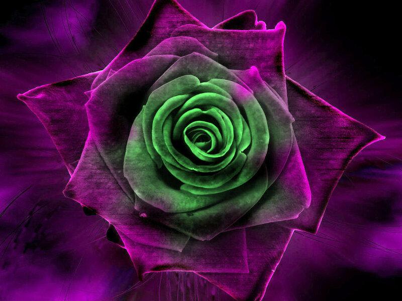 Purple and Green Rose