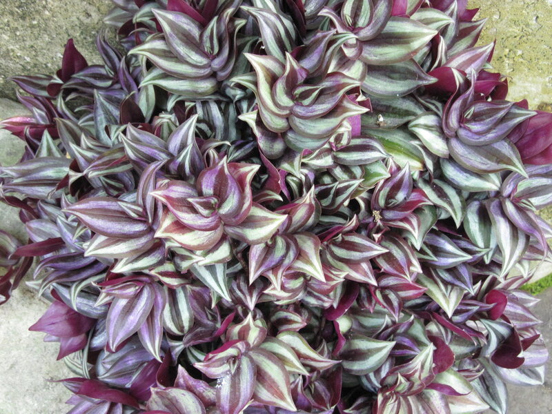 Purple and Green Striped Plant