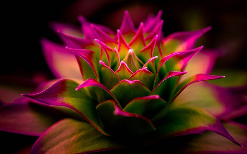 Purple and Green Succulent