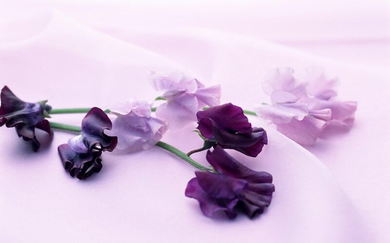 Purple and lavender sweet peas