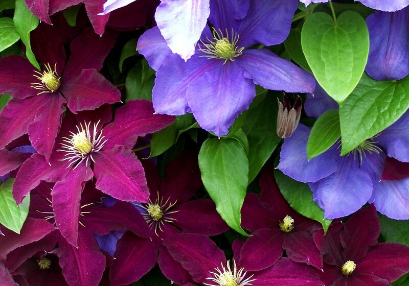 Purple and Magenta Clematis