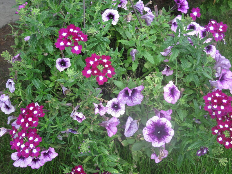 Purple and Magenta Flowers