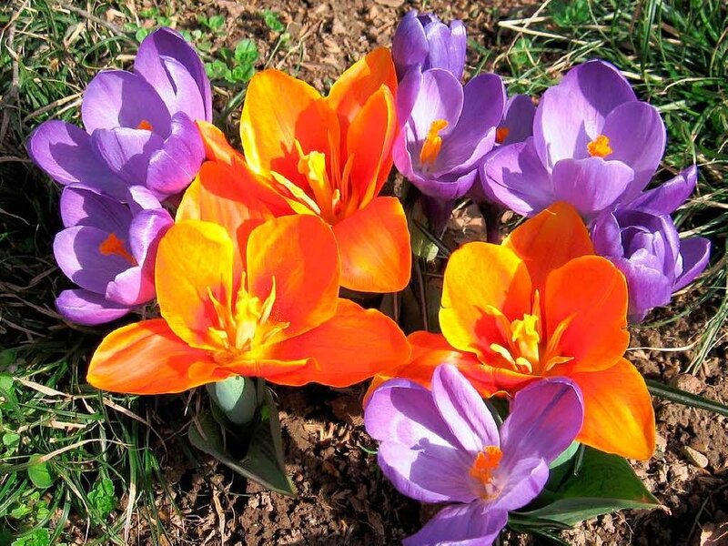 Purple and Orange Crocuses