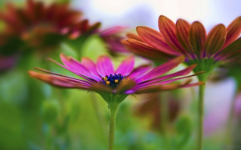 Purple and orange daisies in bloom