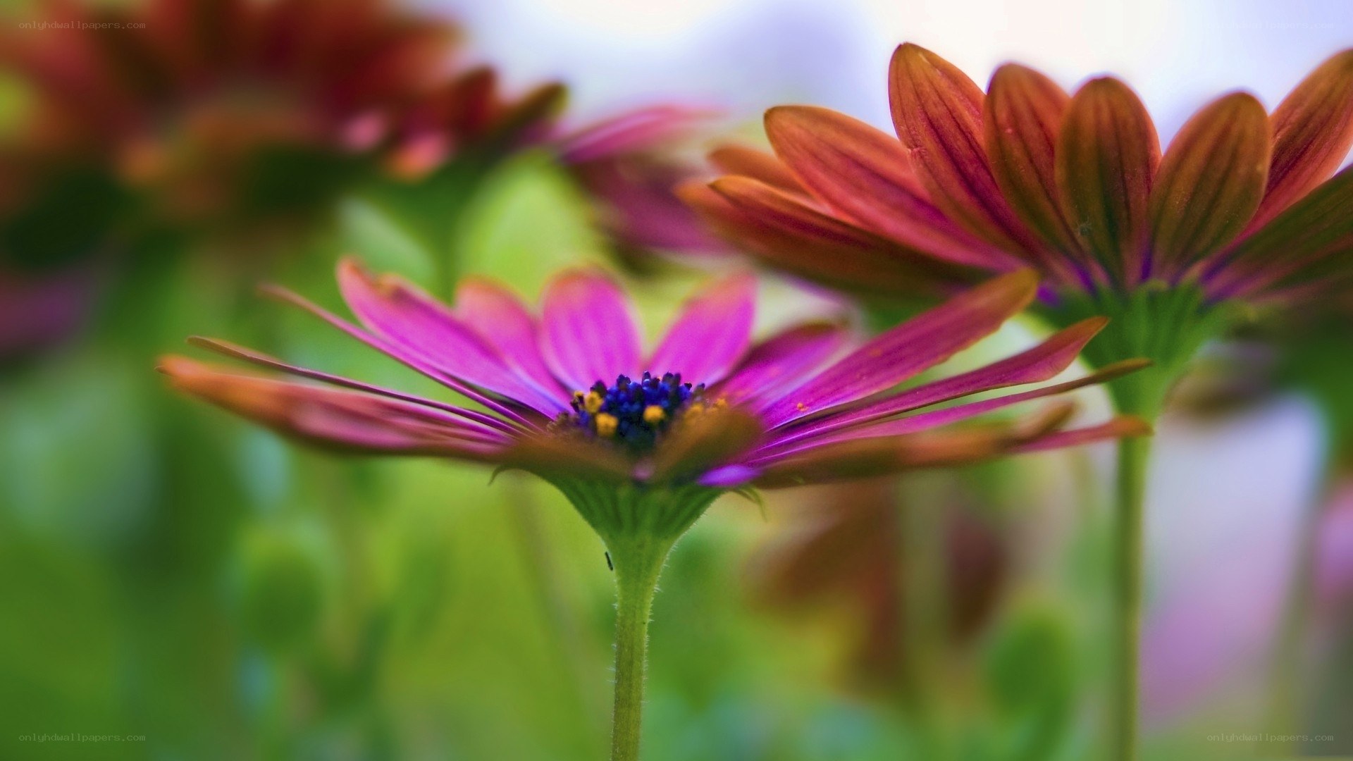 Purple and orange daisies in bloom
