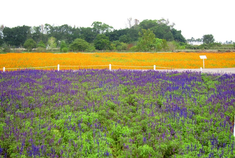 Purple and Orange Flower Fields