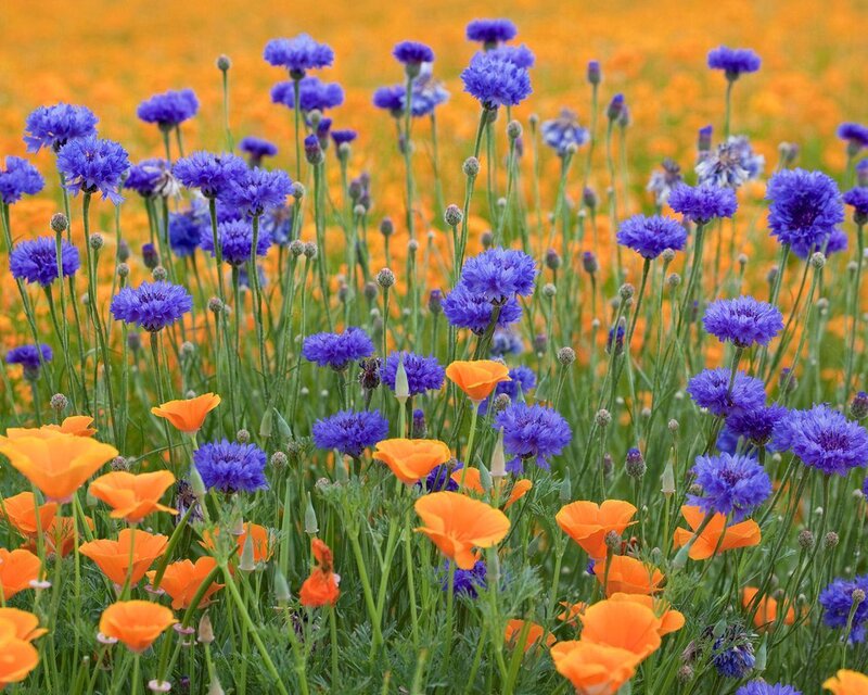 Purple and Orange Flowers — Blue
