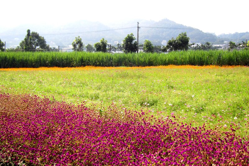Purple and Orange Flowers — Green