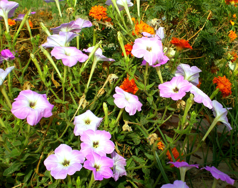 Purple and orange flowers in garden