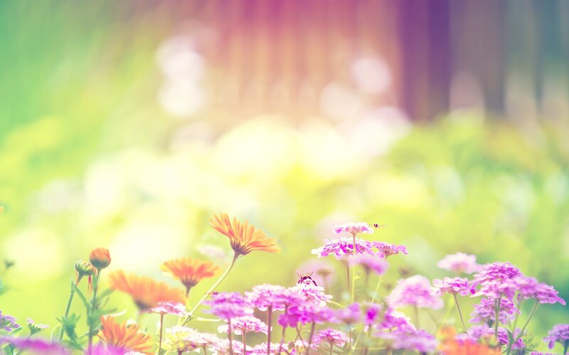 Purple and Orange Flowers — Pink, Serene