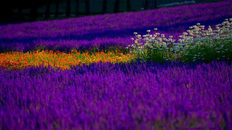 Purple and Orange Flowers — Serene, Sunset