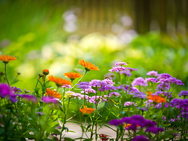 Purple and Orange Flowers — Serene