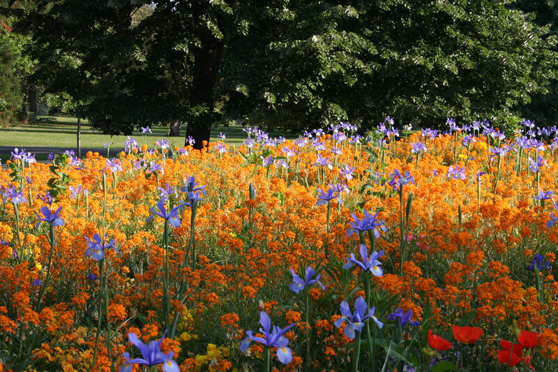 Purple and Orange Flowers
