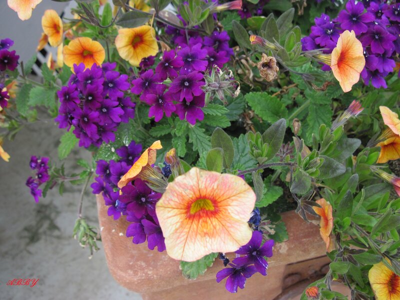 Purple and Orange Flowers — Vibrant, Afternoon