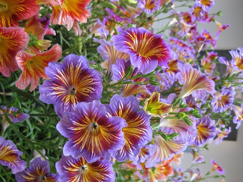 Purple and Orange Flowers — Vibrant, Photograph