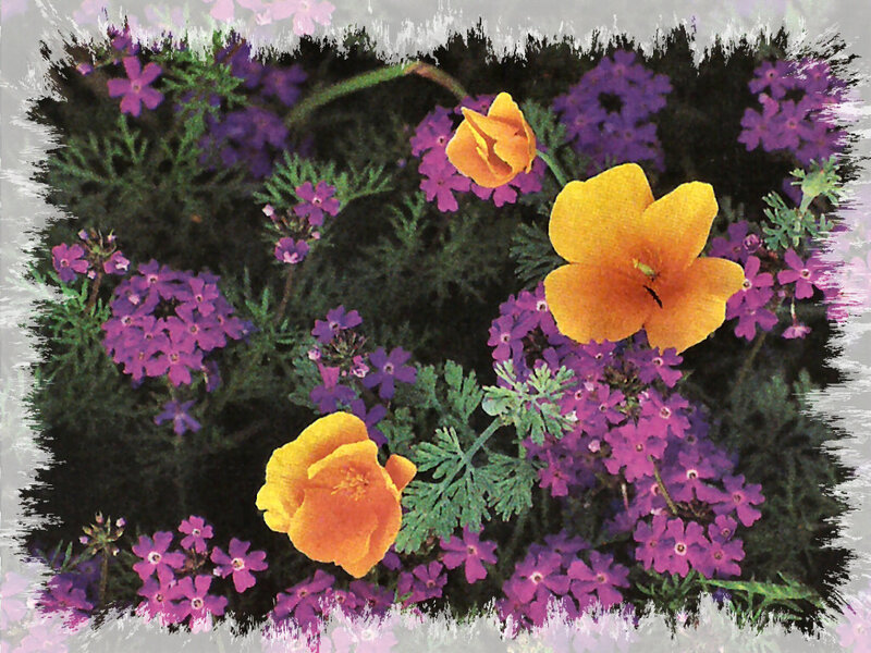 Purple and Orange Flowers — Vibrant, Spring