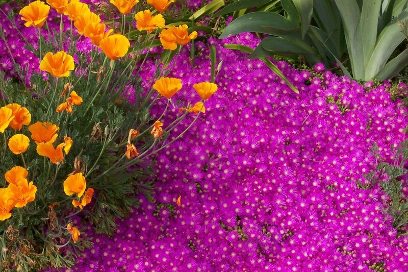 Purple and Orange Flowers — Vibrant
