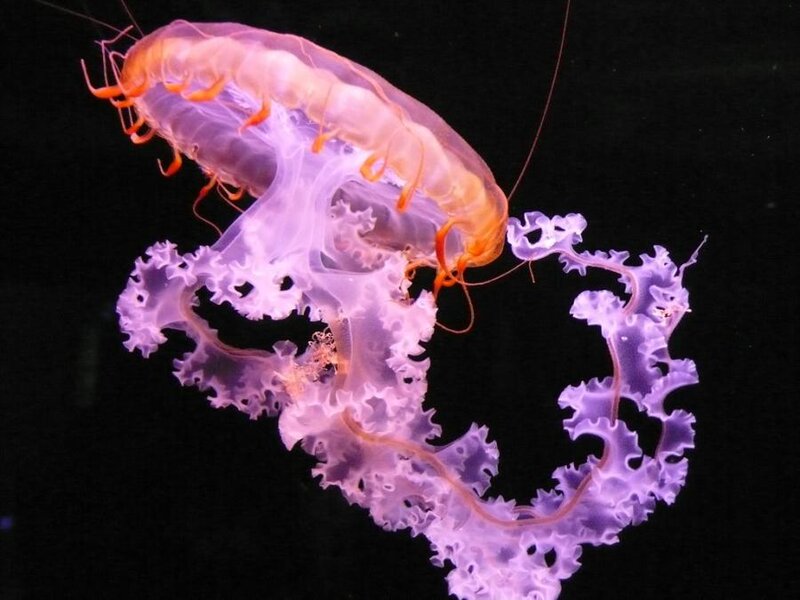 Purple and Orange Jellyfish